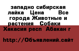 западно сибирская лайка › Цена ­ 0 - Все города Животные и растения » Собаки   . Хакасия респ.,Абакан г.